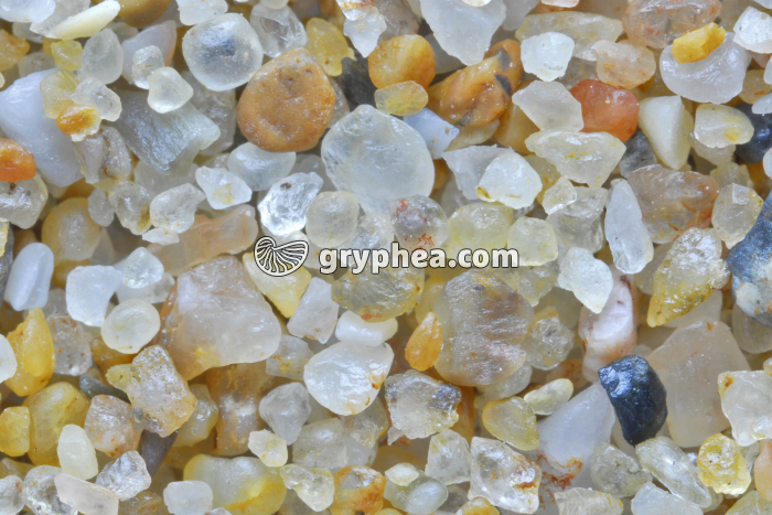 Sable quartzeux - Plage de Bretignolles (Vendée) x3 - gryphea.org